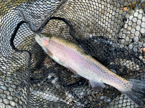 ニジマスの釣果