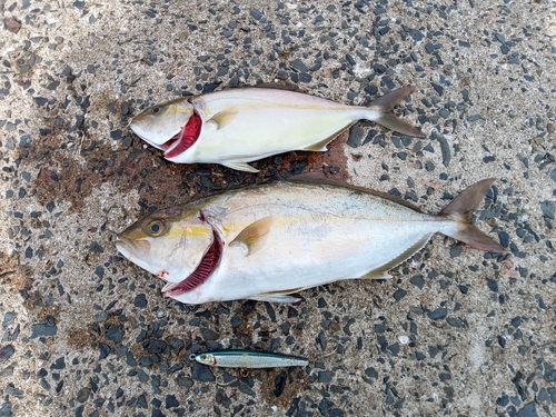 カンパチの釣果