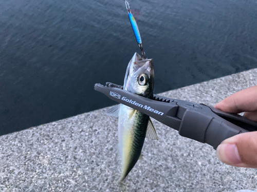 サバの釣果