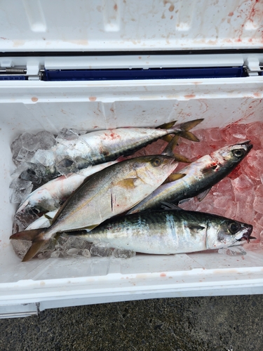 ショゴの釣果