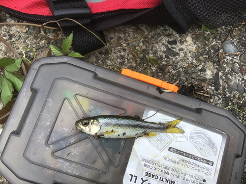 カワムツの釣果