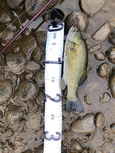 スモールマウスバスの釣果