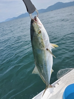 ヤズの釣果