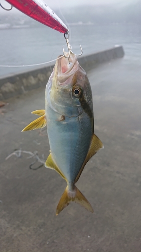 ショゴの釣果