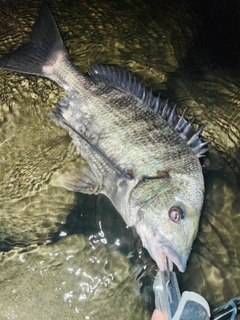 チヌの釣果