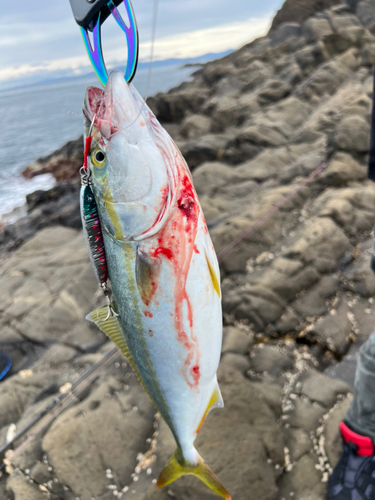 イナダの釣果