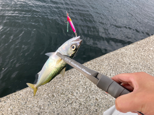 サバの釣果