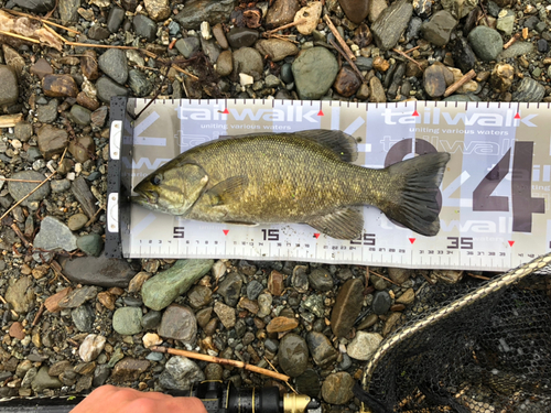 スモールマウスバスの釣果