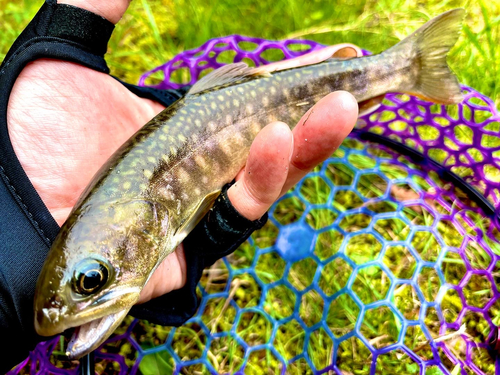 イワナの釣果