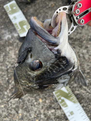 チヌの釣果