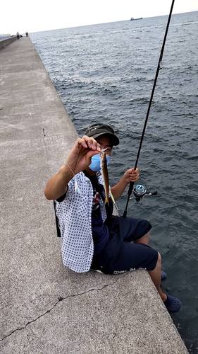 カマスの釣果