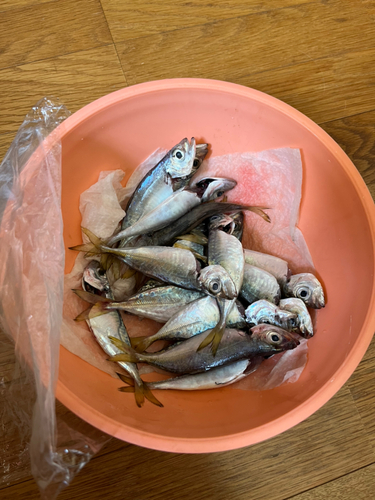 アジの釣果