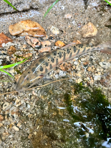 ヤマメの釣果