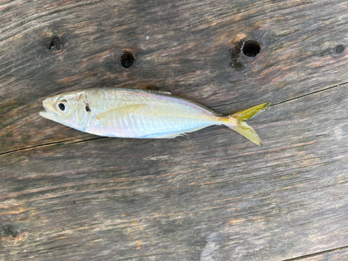 マアジの釣果