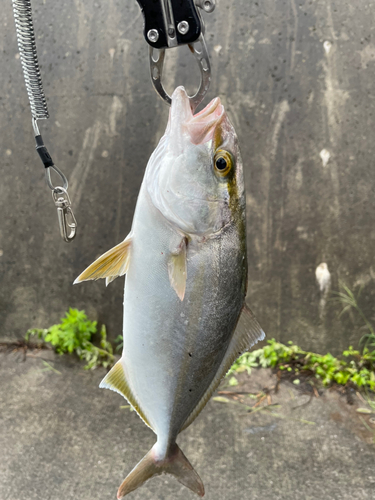 ショゴの釣果