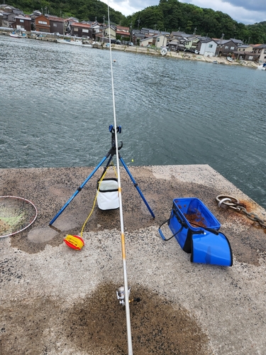 アイゴの釣果