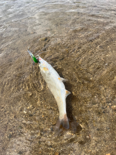 ウグイの釣果