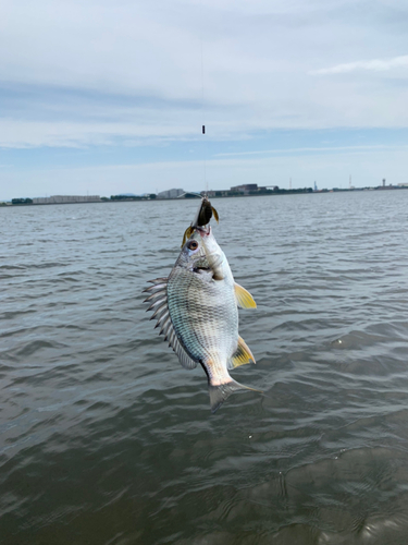 キビレの釣果