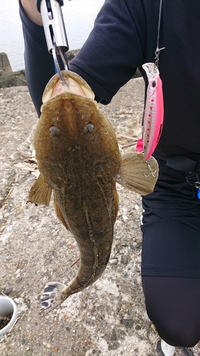 マゴチの釣果