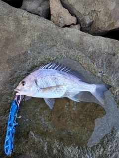 キビレの釣果