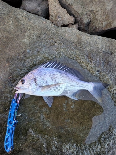 キビレの釣果