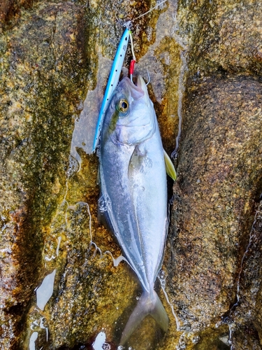 ネイリの釣果