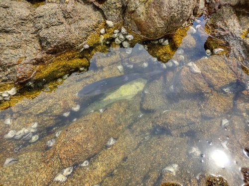 ネイリの釣果