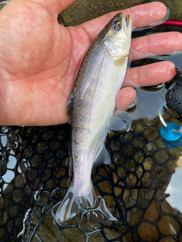 ヤマメの釣果