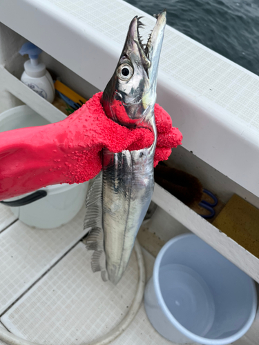 タチウオの釣果