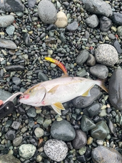 ショゴの釣果