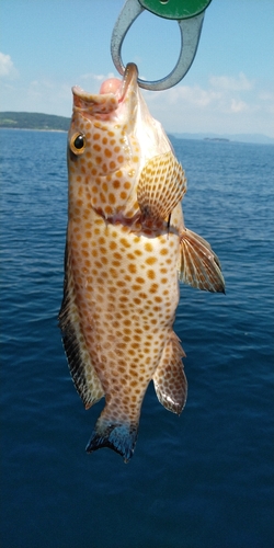 オオモンハタの釣果