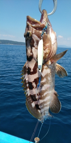 クエの釣果