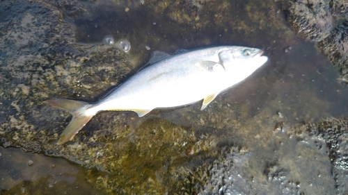 ワカシの釣果