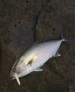 カンパチの釣果