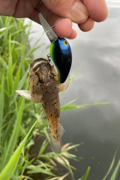 ハゼの釣果