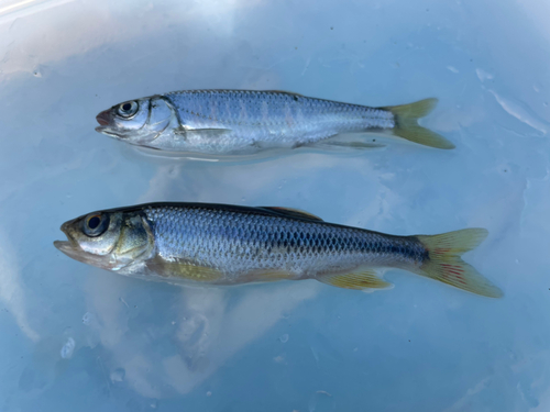 オイカワの釣果