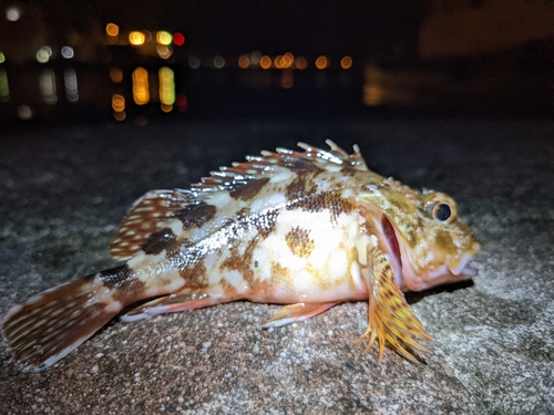 カサゴの釣果