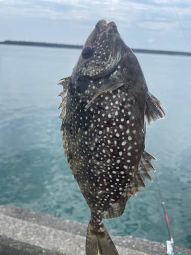 アイゴの釣果