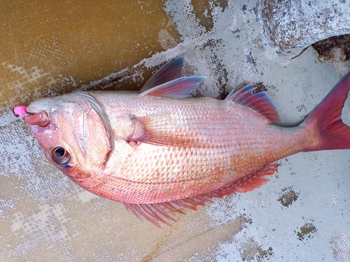 マダイの釣果