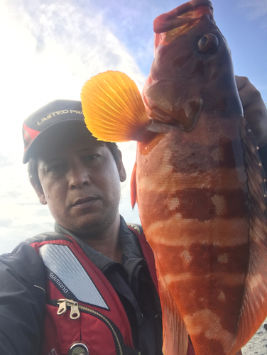 アカハタの釣果