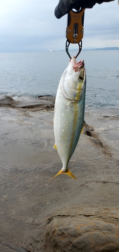 ワカシの釣果