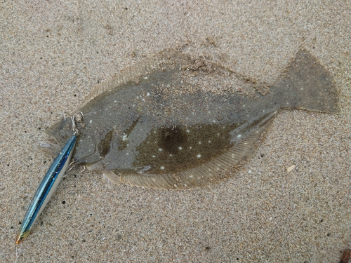 ソゲの釣果