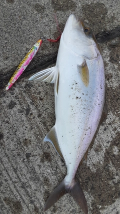 ショゴの釣果