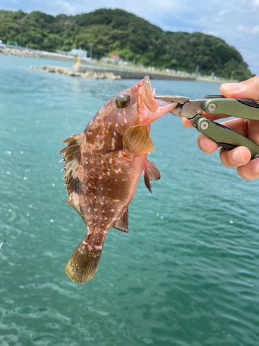 アコウの釣果