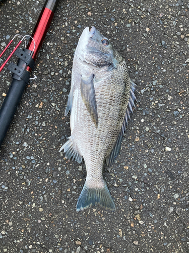 クロダイの釣果