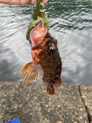 ガシラの釣果