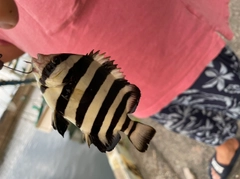 イシダイの釣果