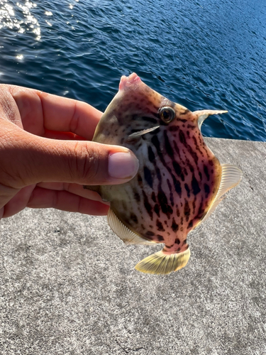 カワハギの釣果