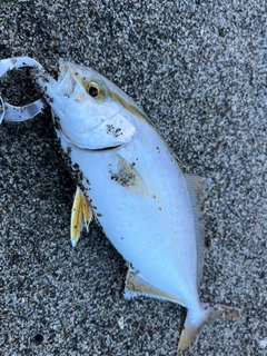 ショゴの釣果