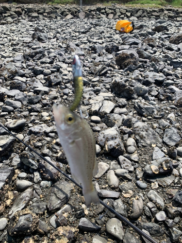 セイゴ（タイリクスズキ）の釣果